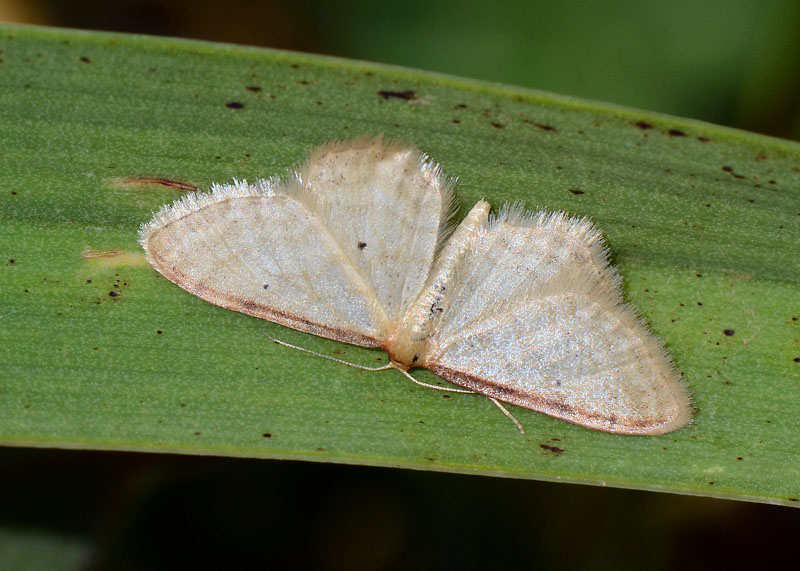 Geometridae Idaea